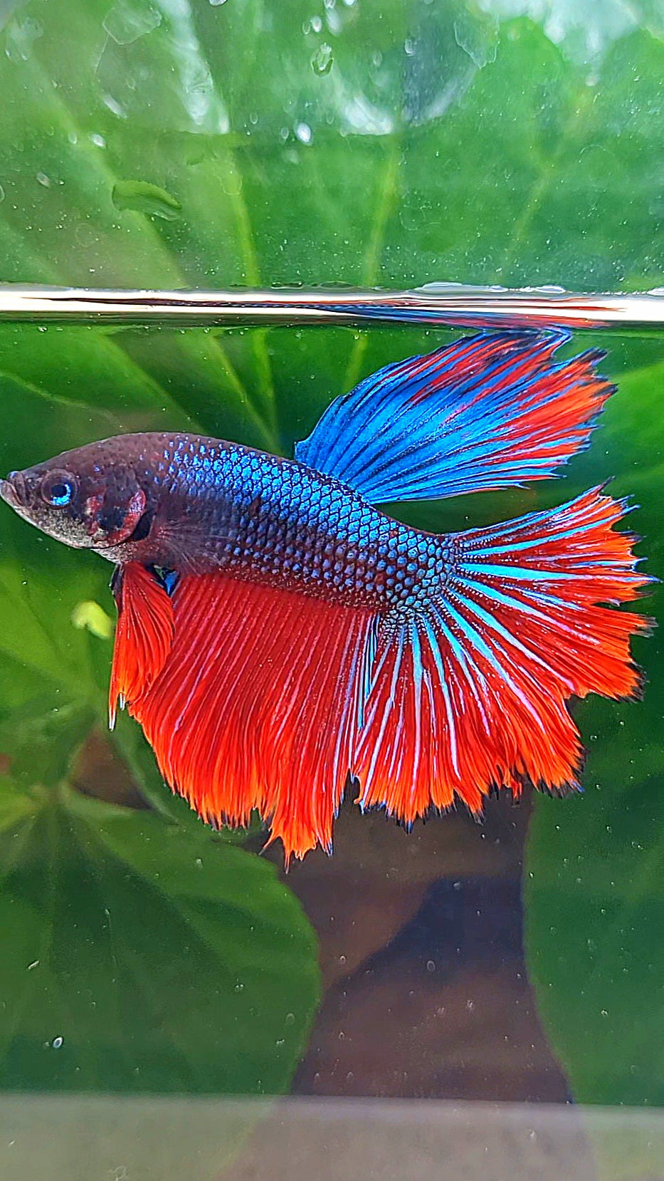 HALFMOON IMBELLIS BLUE RED HYBRID WILD BETTA FISH