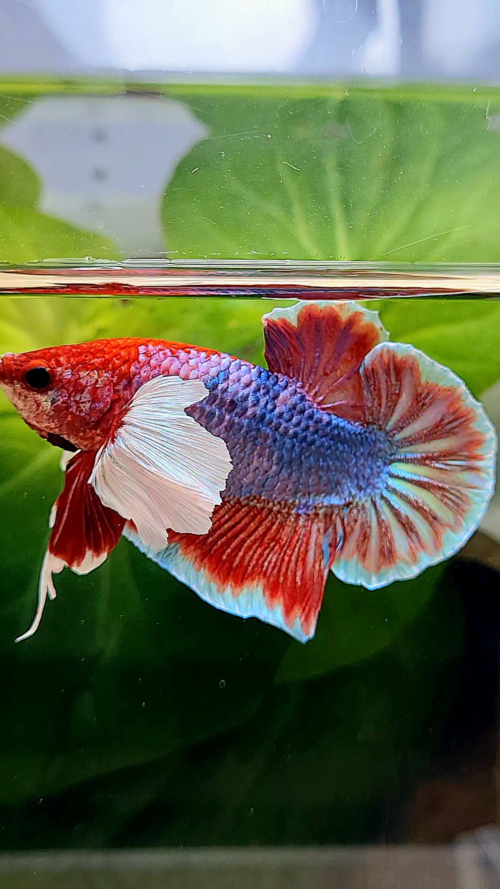 PLAKAT DUMBO EAR RED FANCY BETTA FISH