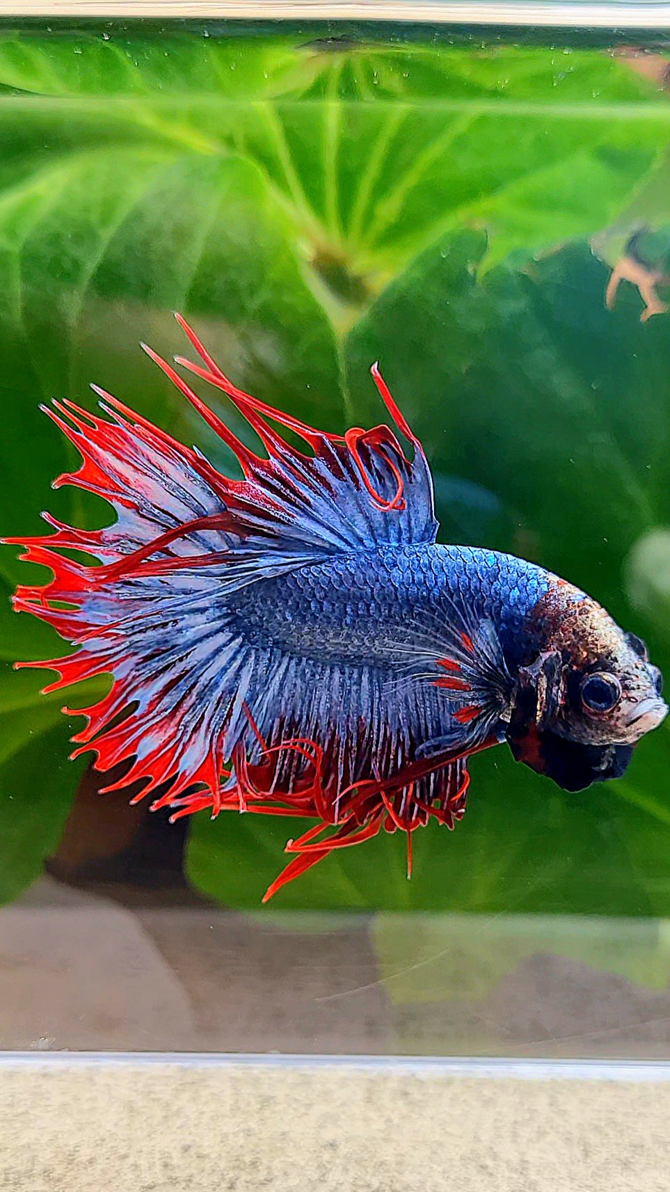 CROWNTAIL MASCOT MONKEY FACE BETTA FISH