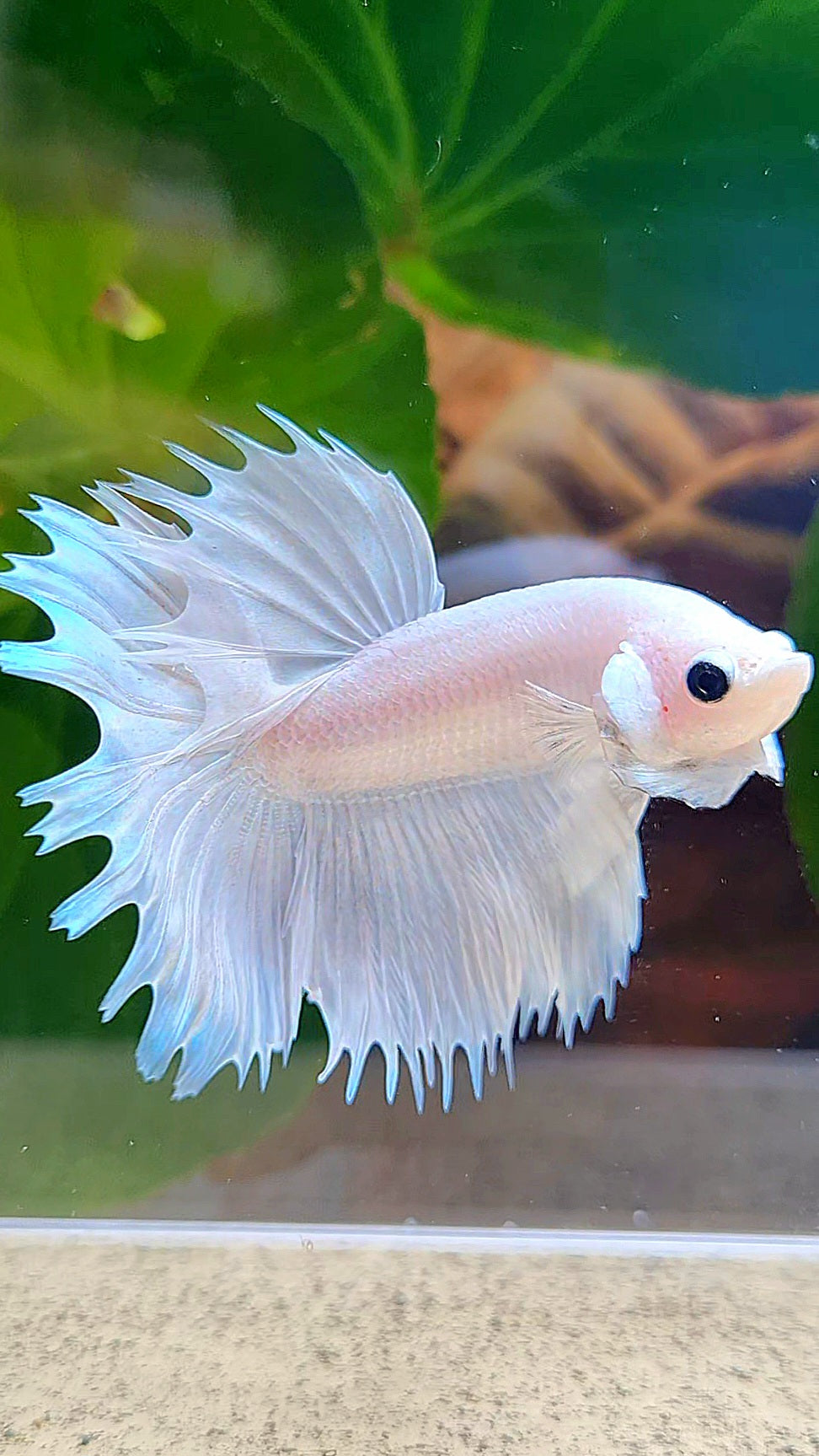 HALFMOON CROWNTAIL HALFSUN WHITE PLATINUM BETTA FISH