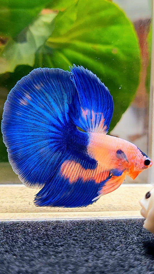 HALFMOON ROSETAIL PINK FANCY FLAMINGGO BLUE DOT BETTA FISH