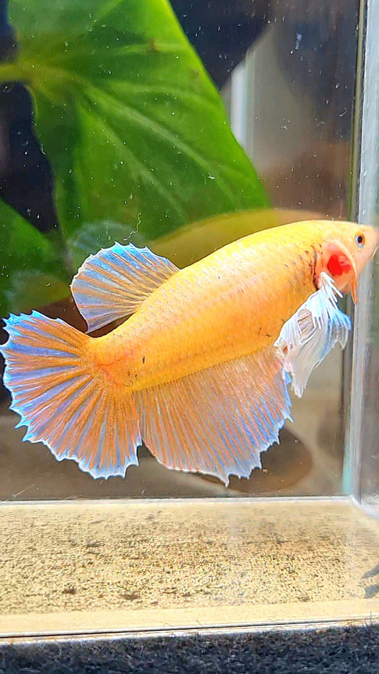 FEMALE HALFMOON DUMBO EAR ORANGE BETTA FISH