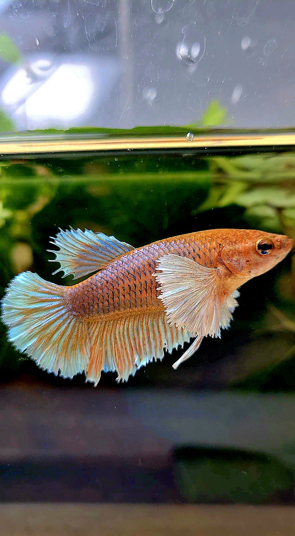 FEMALE HALFMOON DUMBO EAR ORANGE PINEAPPLE BETTA FISH