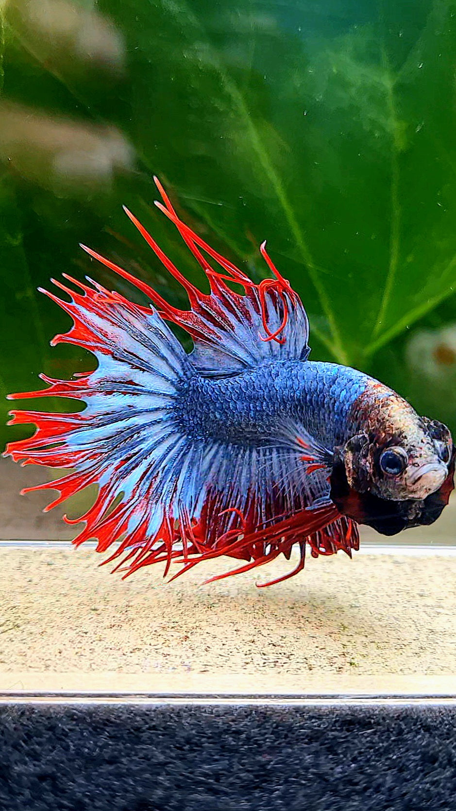 CROWNTAIL MASCOT MONKEY FACE BETTA FISH