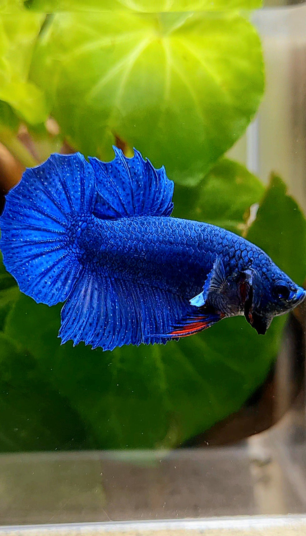 CROWNTAIL PLAKAT ROYAL BLUE BETTA FISH