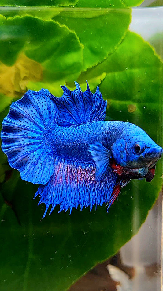 CROWNTAIL PLAKAT BLUE FANCY BETTA FISH
