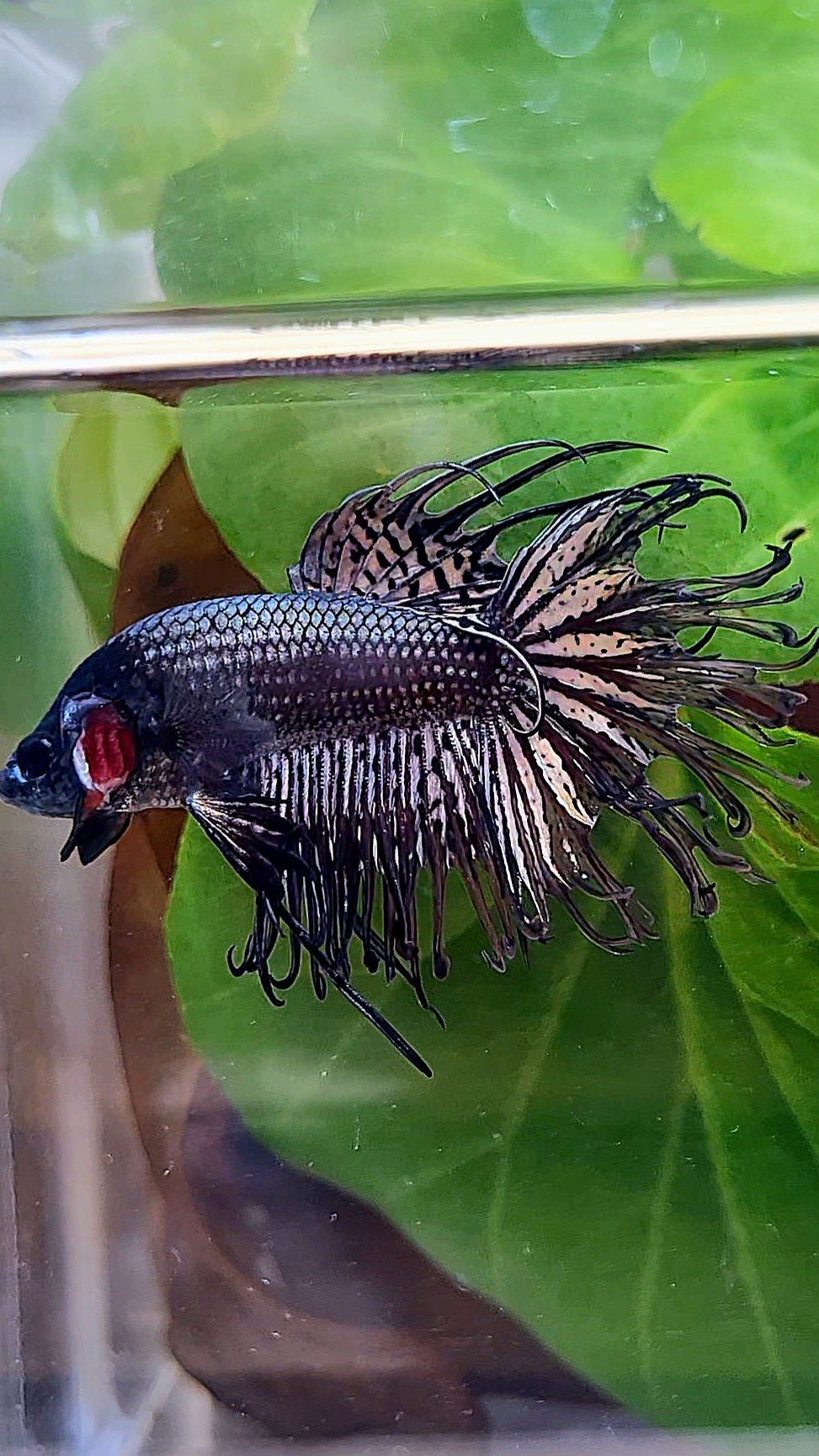 CROWNTAIL BLACK COPPER HYBRID WILD BETTA FISH
