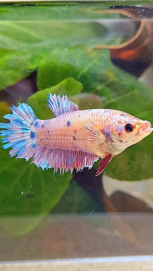 FEMALE CROWNTAIL PLAKAT CANDY MULTICOLOR BETTA FISH