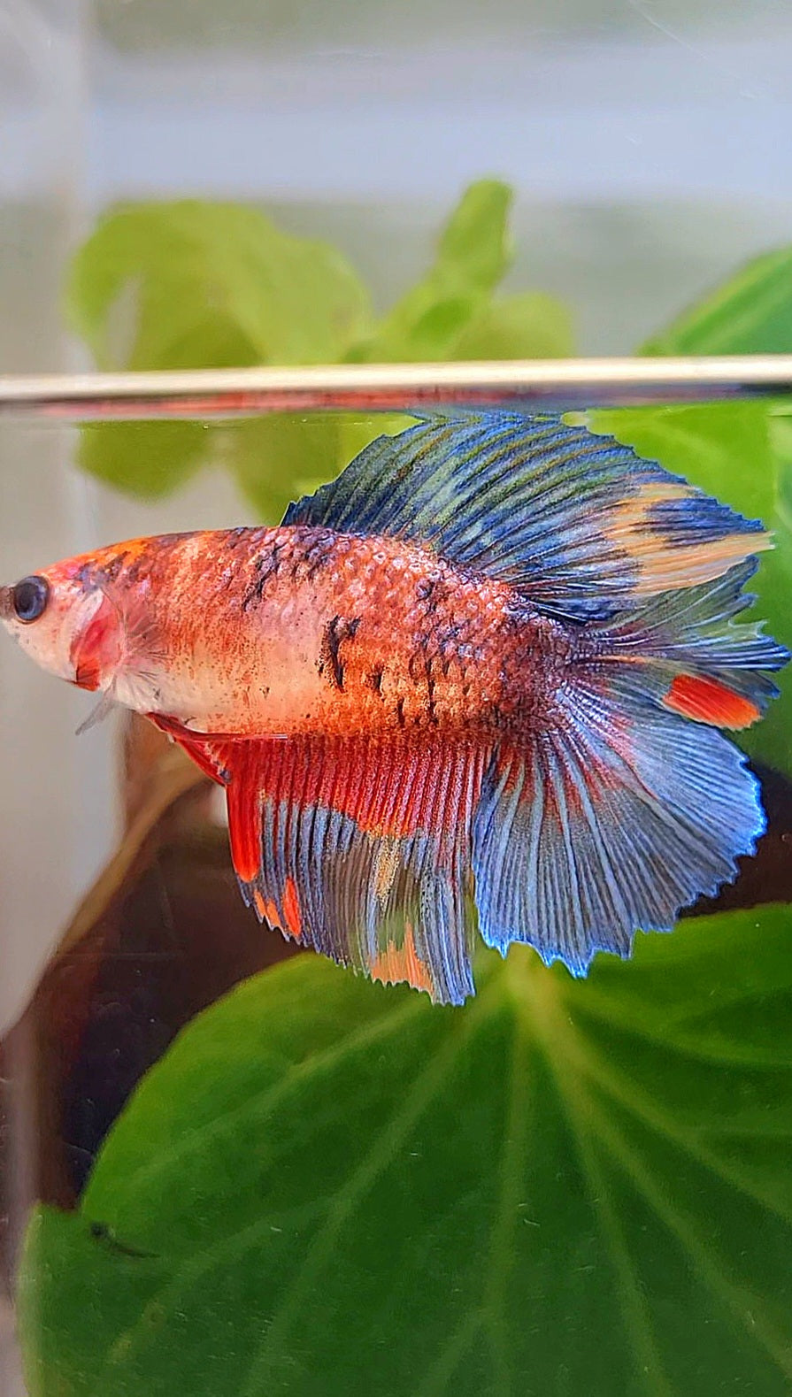 FEMALE HALFMOON DOUBLE TAIL RED KOI MULTICOLOR BETTA FISH