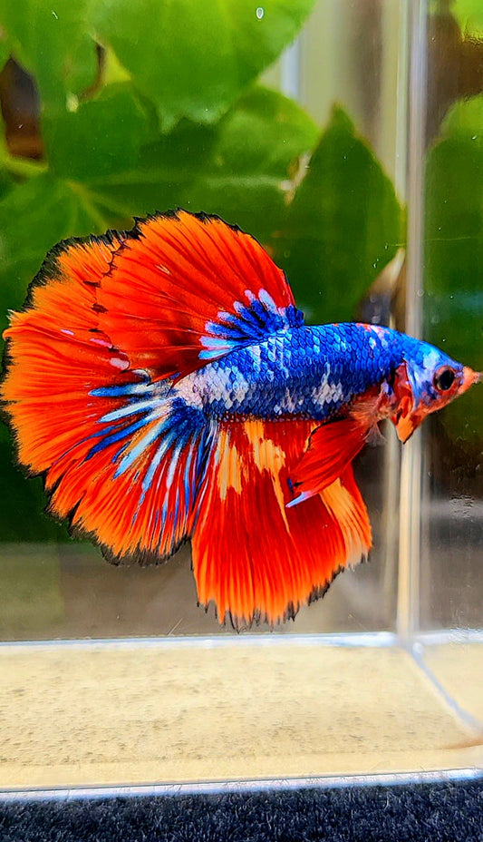 HALFMOON ROSETAIL BLUE MARBLE FIRE MULTICOLOR BETTA FISH