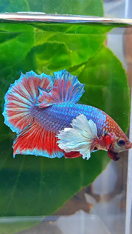 PLAKAT DUMBO EAR BLUE RED BETTA FISH