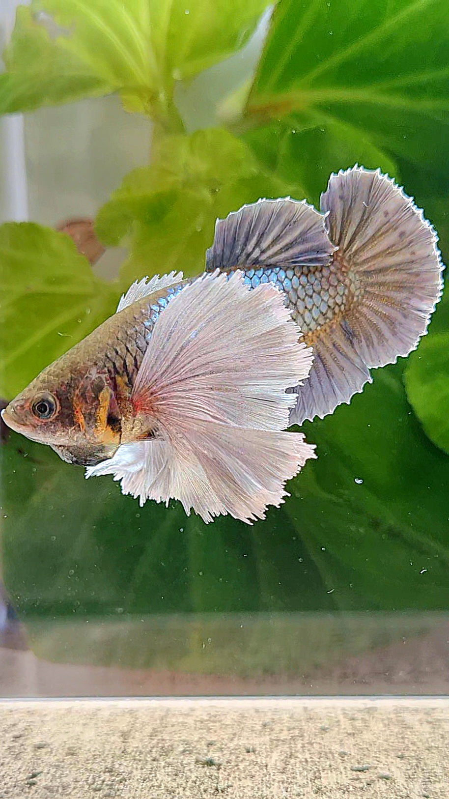 LUXURY FEMALE PLAKAT SUPER DUMBO EAR COPPER YELLOW BETTA FISH