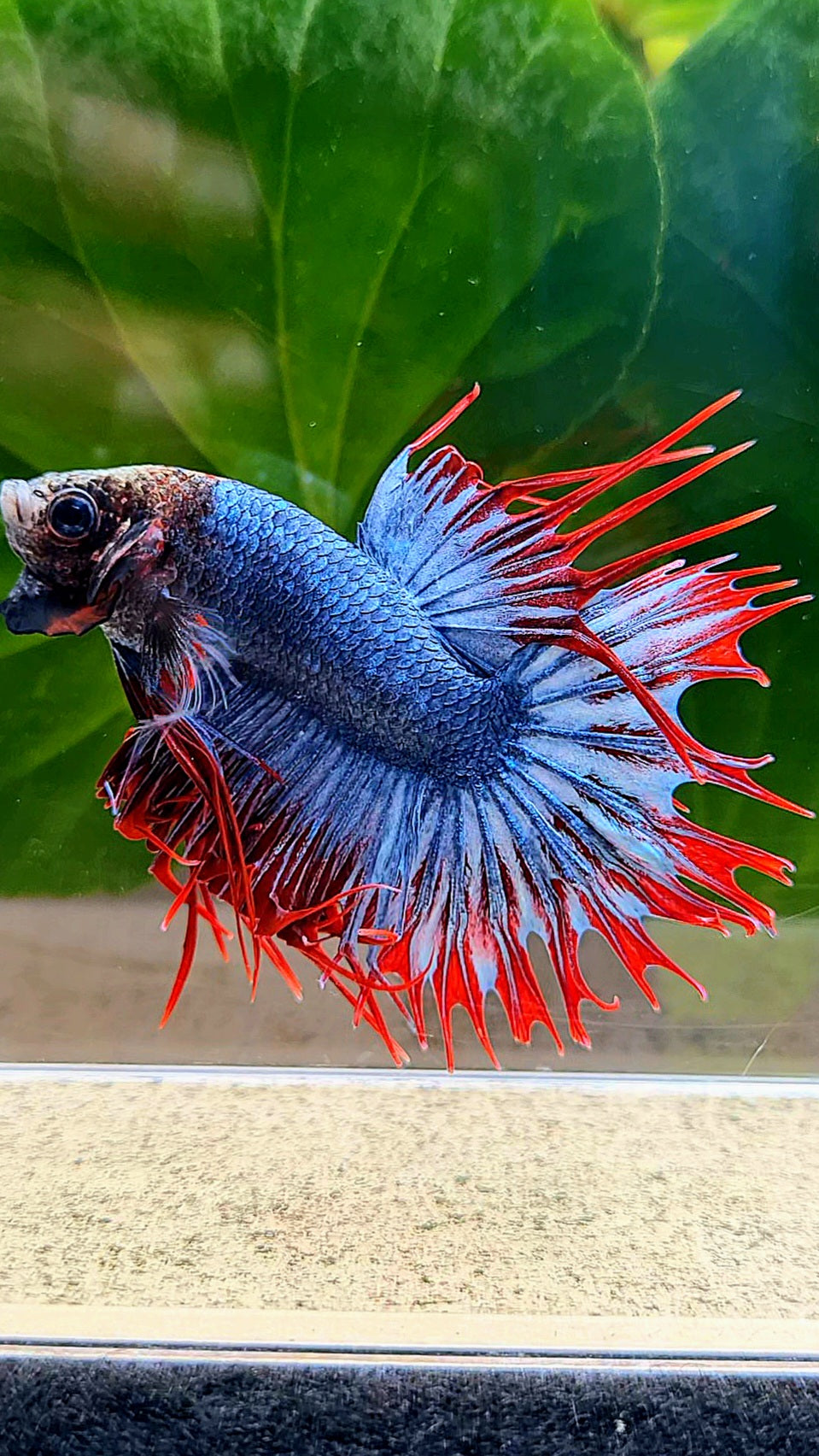 CROWNTAIL MASCOT MONKEY FACE BETTA FISH