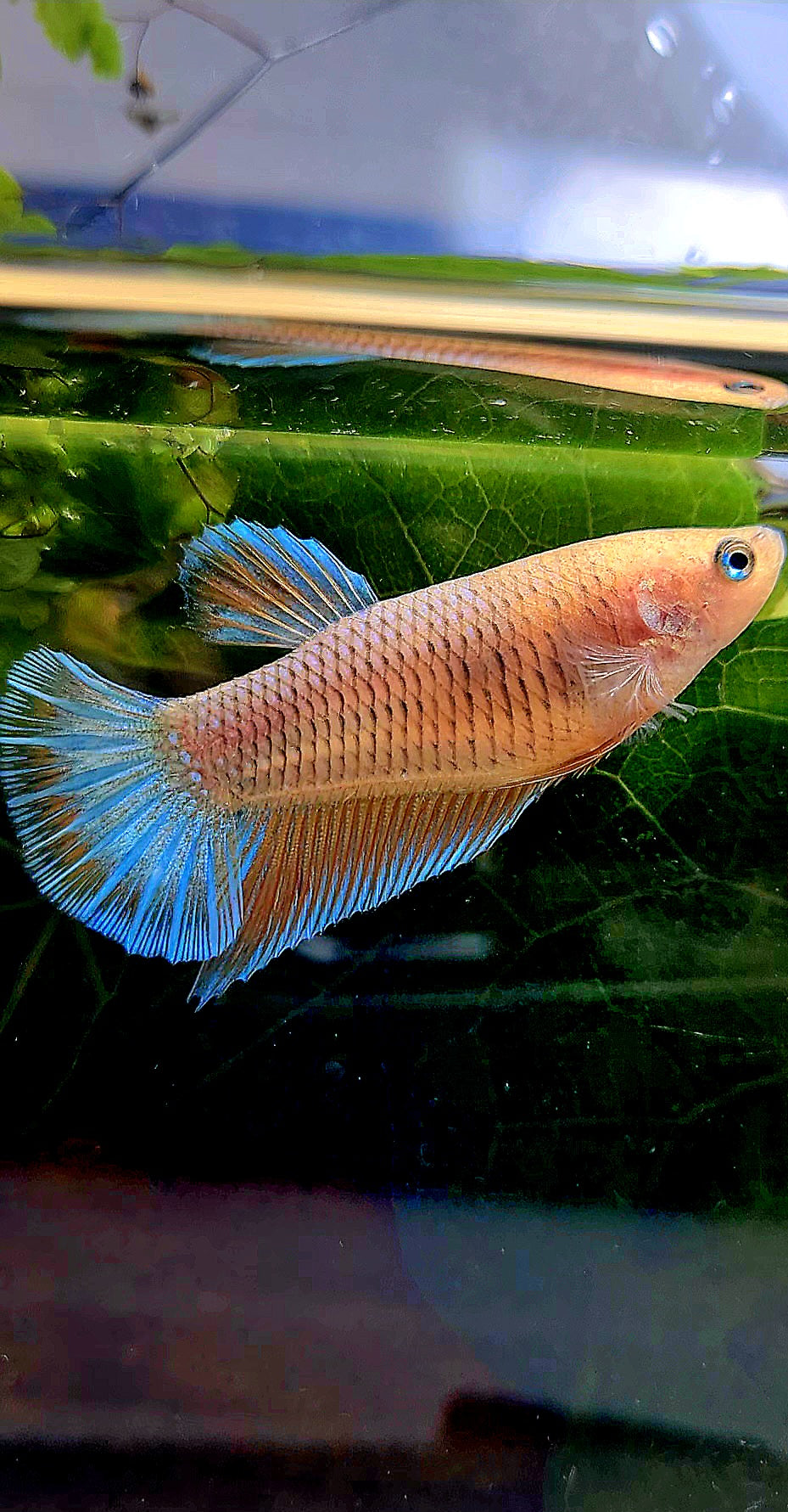 FEMALE HMPK ORANGE PINEAPPLE BETTA FISH