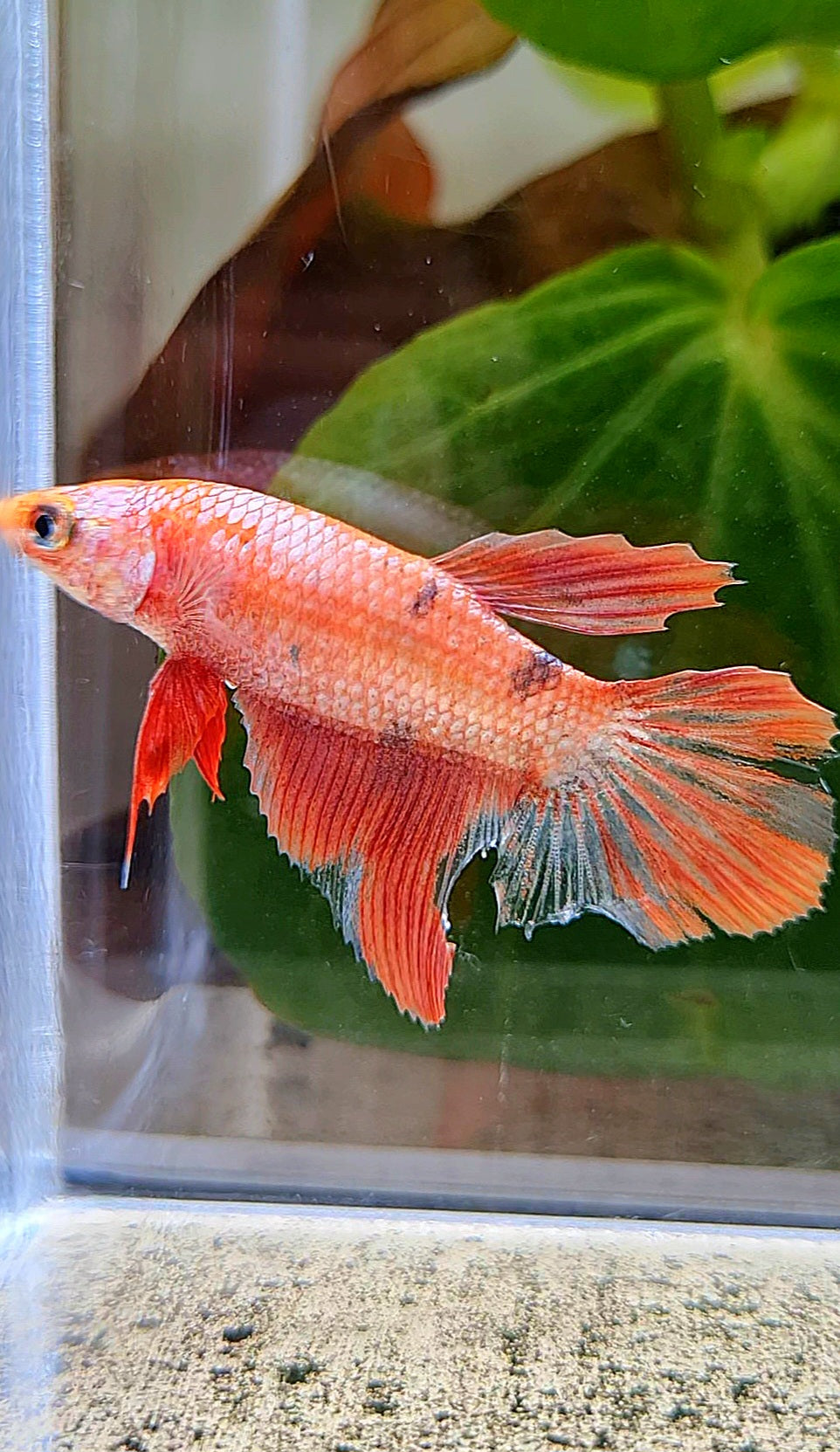 FEMALE HALFMOON RED COPPER FANCY BETTA FISH