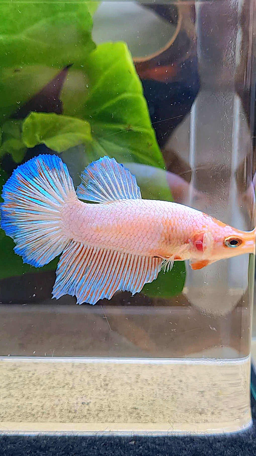 FEMALE HALFMOON PINK FLAMINGGO BLUE RIM BETTA FISH