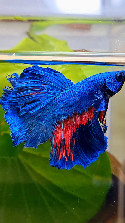HALFMOON ROSETAIL BLUE PINK BETTA FISH