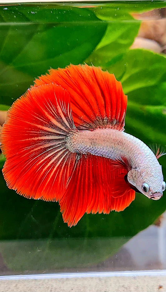 HALFMOON ROSETAIL RED DRAGON BETTA FISH