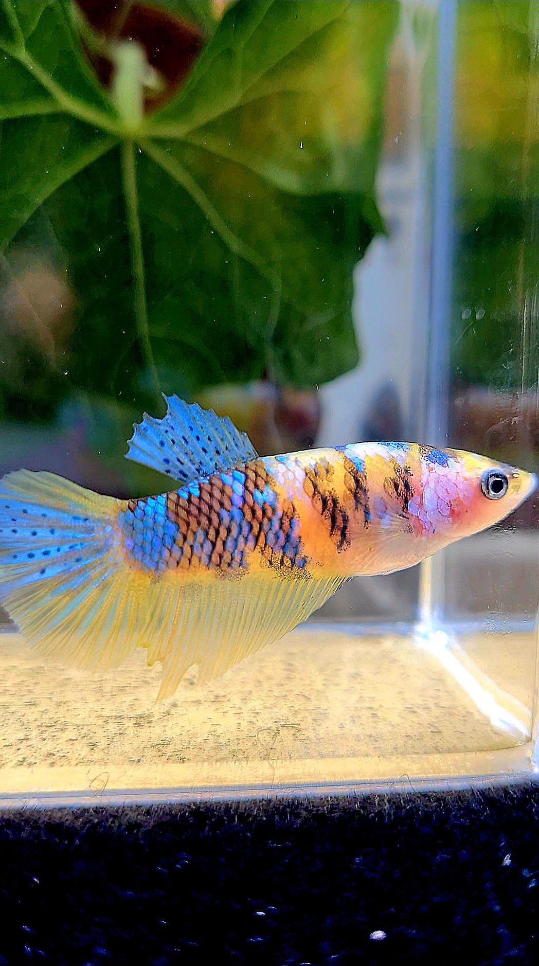 FEMALE HALFMOON YELLOW KOI GALAXY MULTICOLOR BETTA FISH