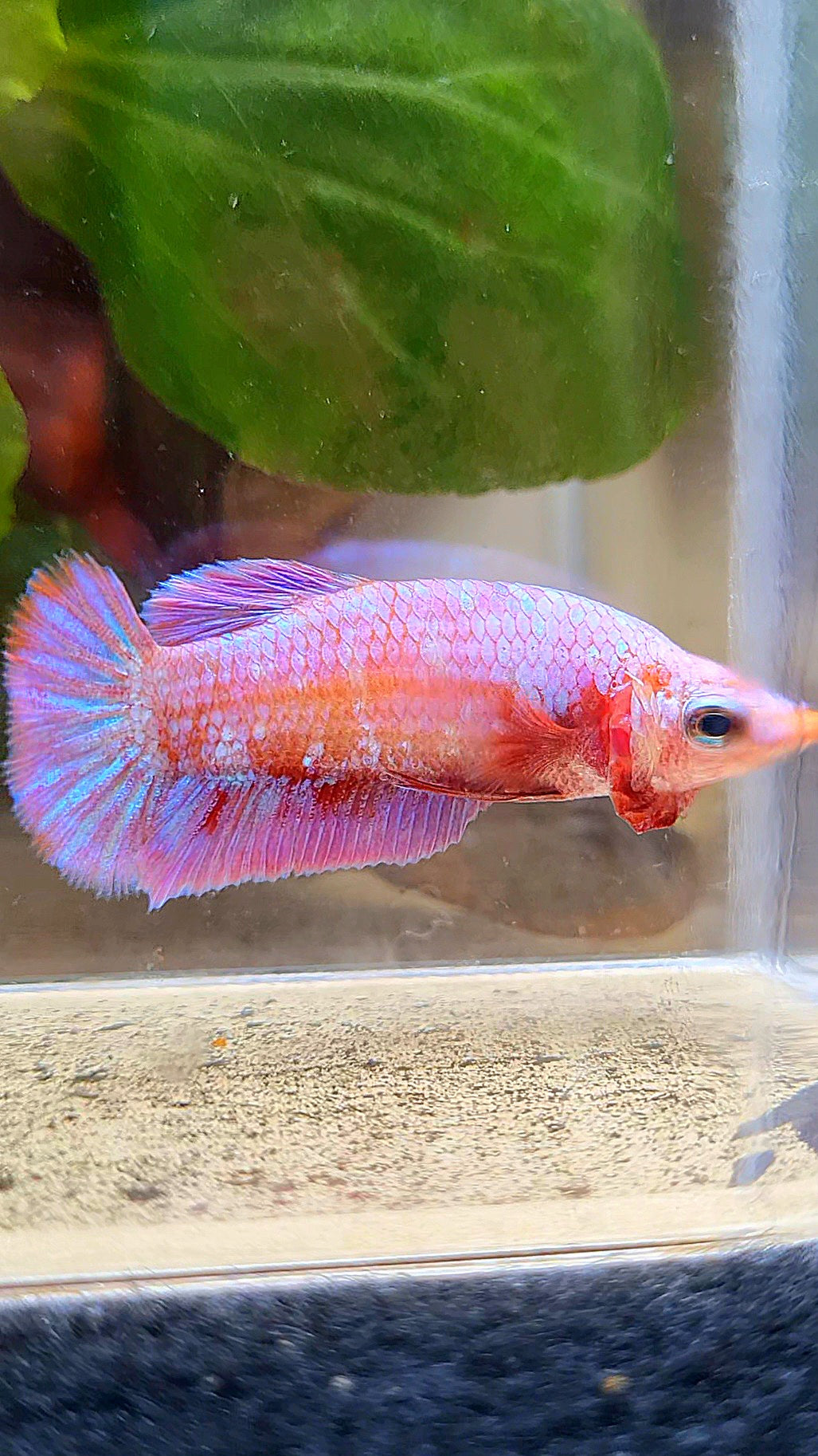FEMALE PLAKAT RED PURPLE GALAXY RPG BETTA FISH