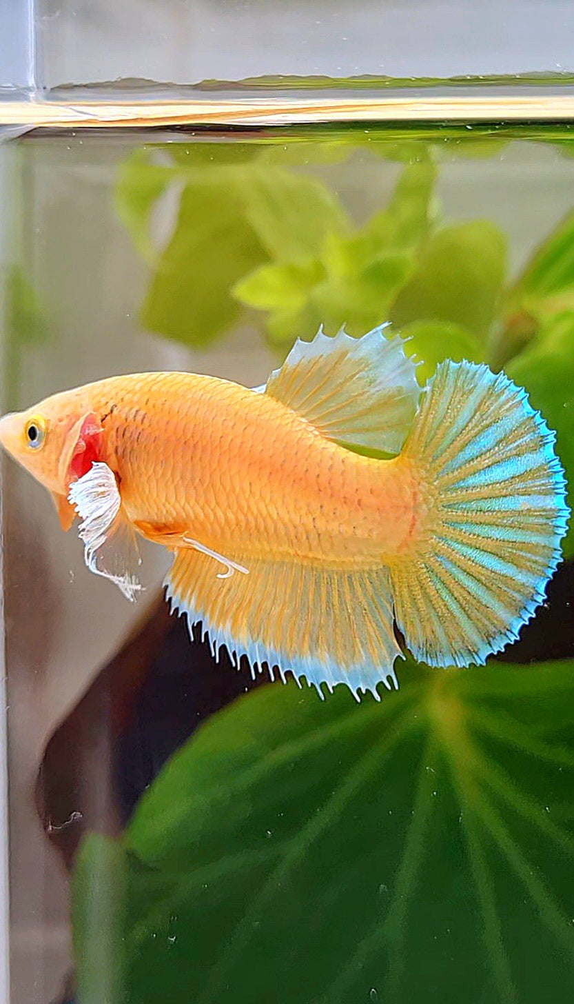 FEMALE PLAKAT DUMBO EAR GOLD BETTA FISH
