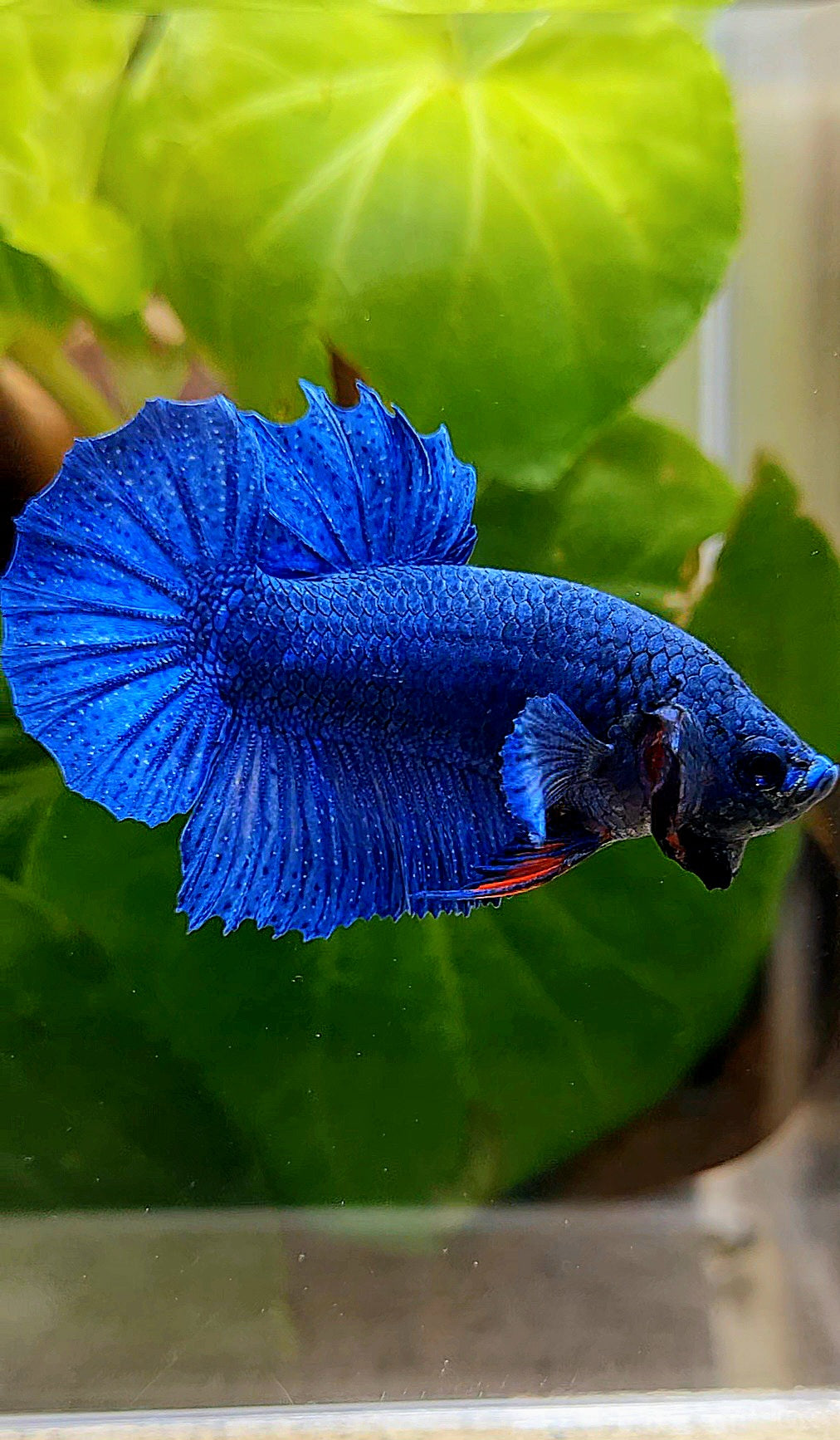 CROWNTAIL PLAKAT ROYAL BLUE BETTA FISH