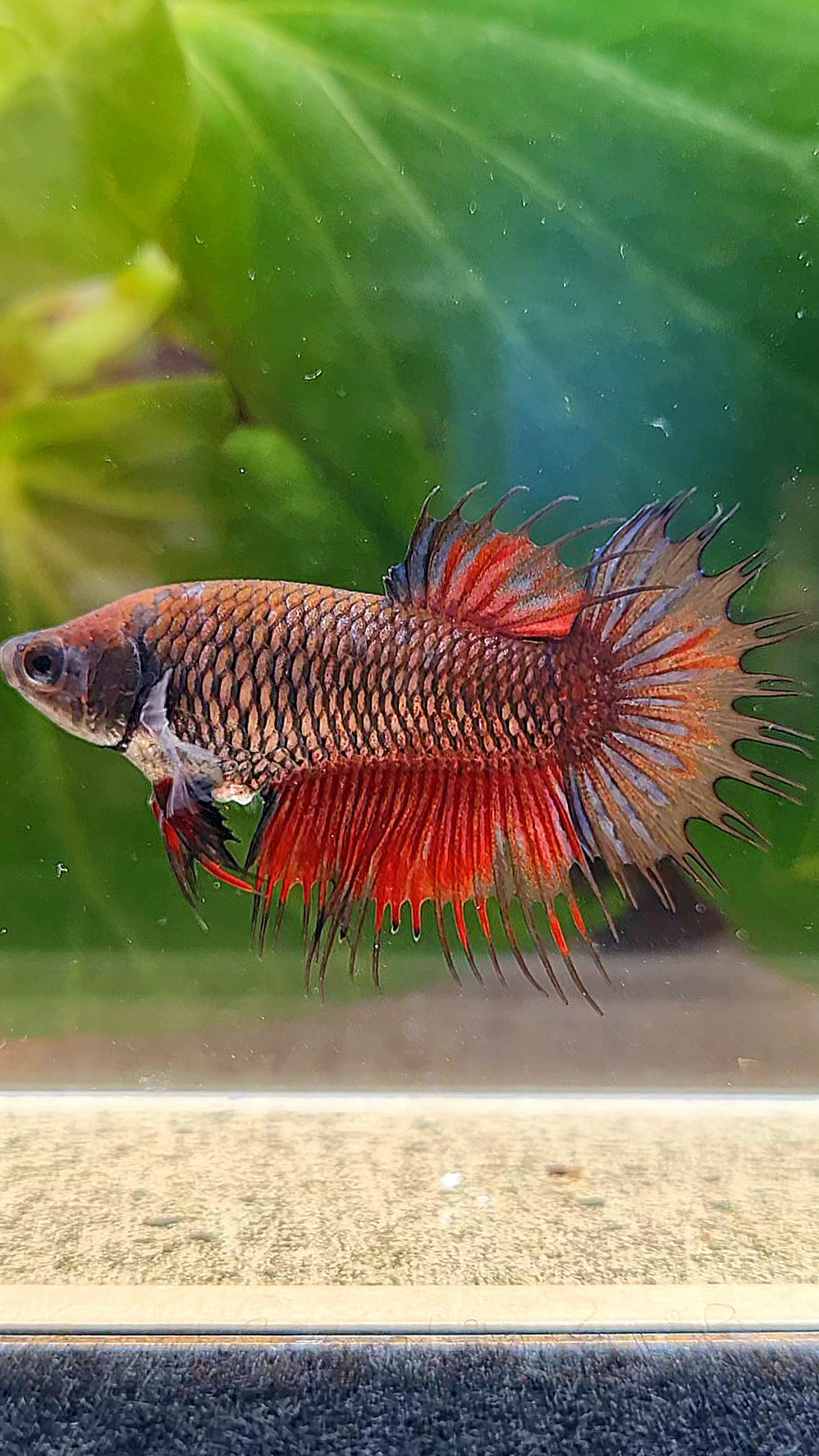 FEMALE CROWNTAIL BLACK RED BETTA FISH