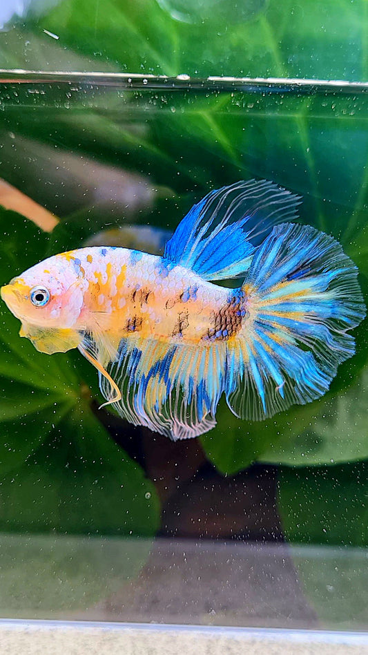 HALFMOON YELLOW KOI GALAXY MULTICOLOR BETTA FISH