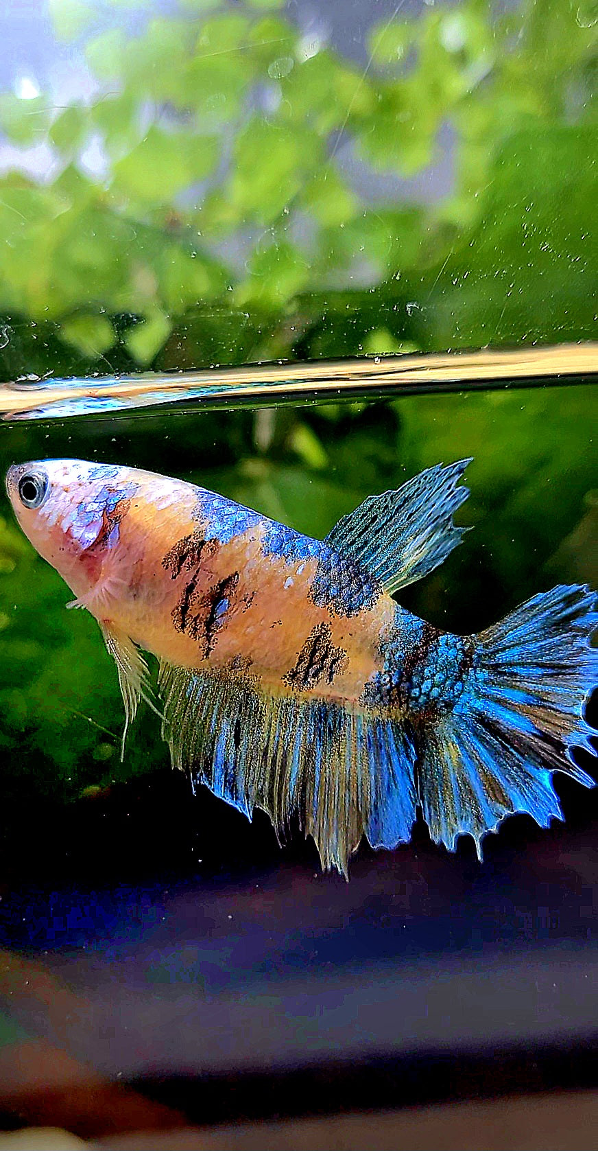 FEMALE HALFMOON YELLOW KOI GALAXY MULTICOLOR BETTA FISH