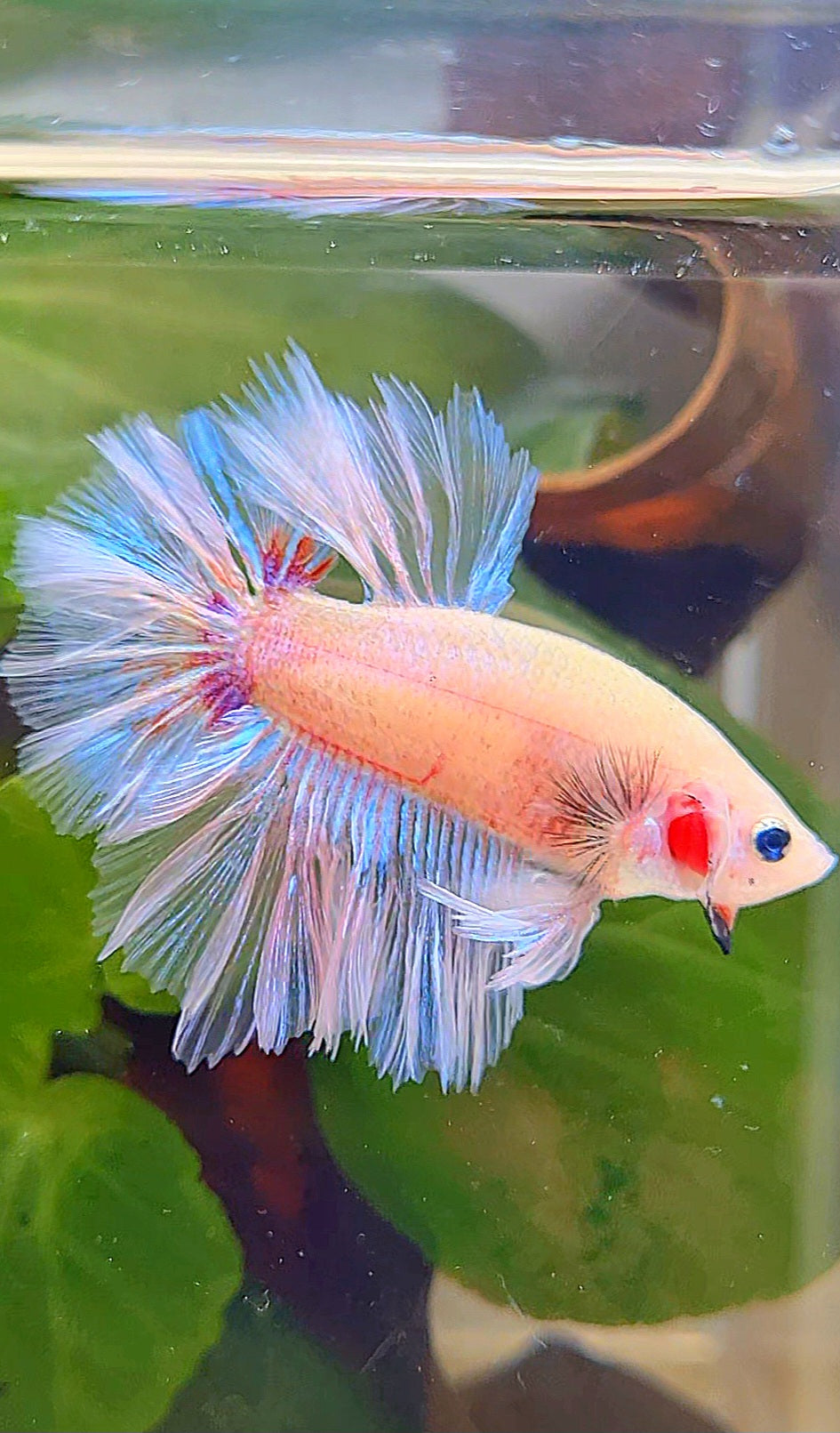 KING ROSETAIL HALFMOON WHITE CELLOPHANE UNIQUE BETTA FISH