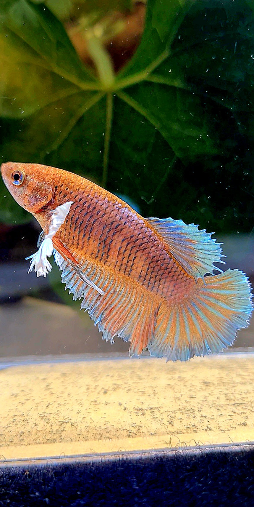 FEMALE HALFMOON DUMBO EAR ORANGE PINEAPPLE BETTA FISH