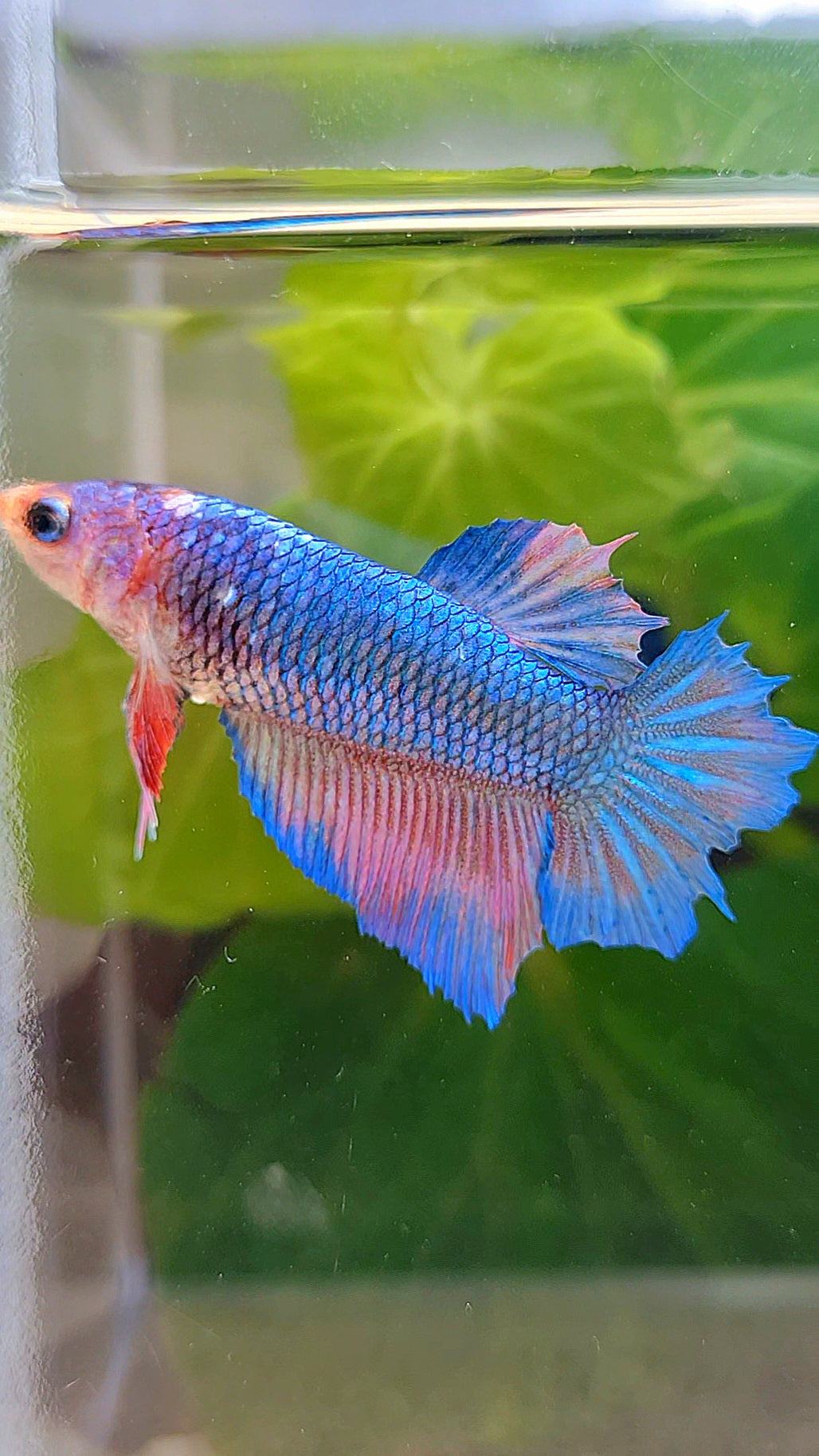 FEMALE HALFMOON BLUE BETTA FISH