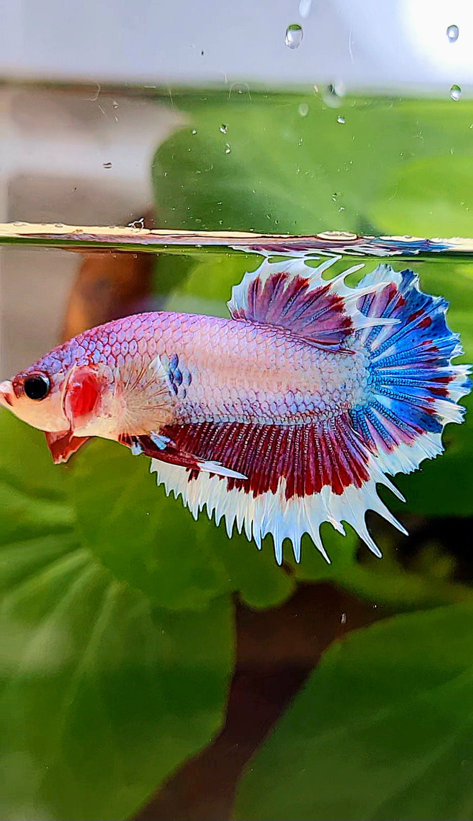 CROWNTAIL PLAKAT PINK FANCY FLAMINGGO BUTTERFLY BETTA FISH