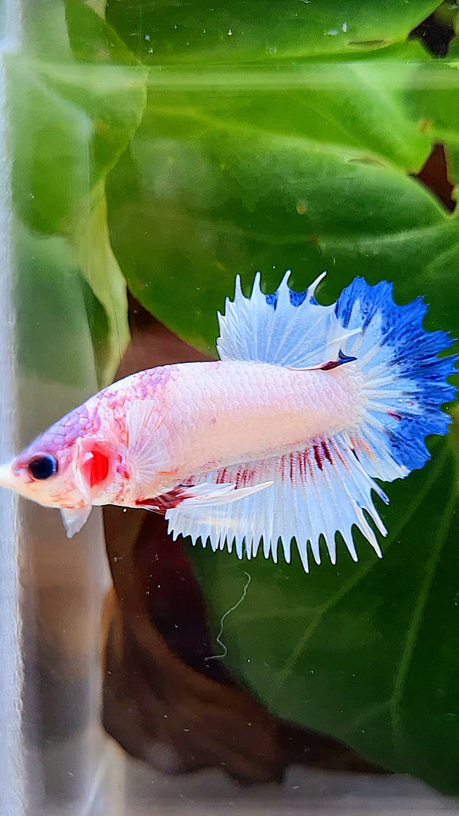 CROWNTAIL PLAKAT WHITE BLUE RIM FANCY BETTA FISH