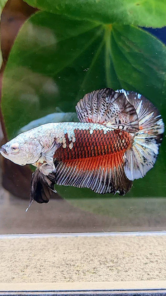 PLAKAT BLACK SAMURAI MASKING BETTA FISH