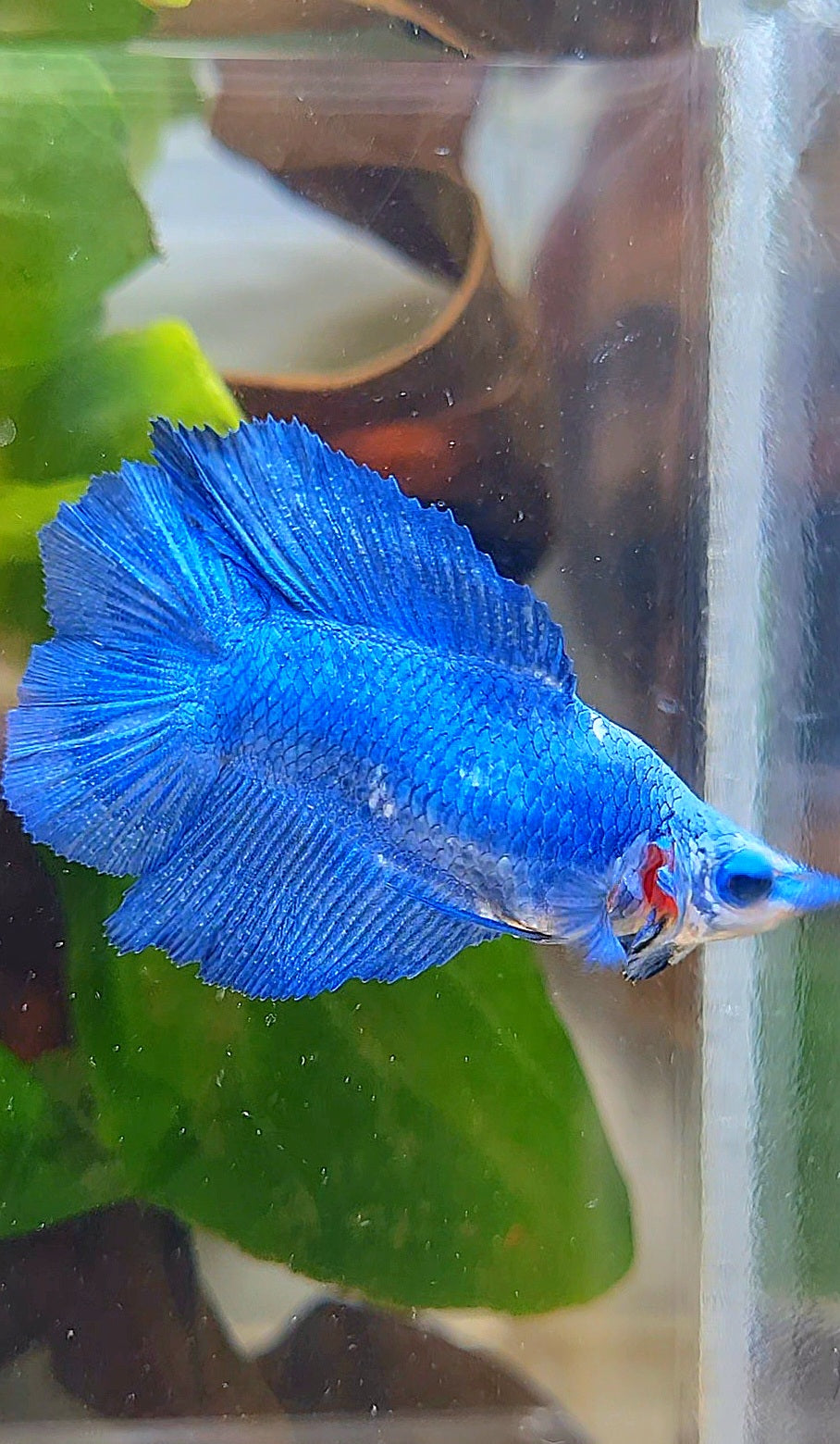 FEMALE HALFMOON DOUBLE TAIL BLUE BETTA FISH