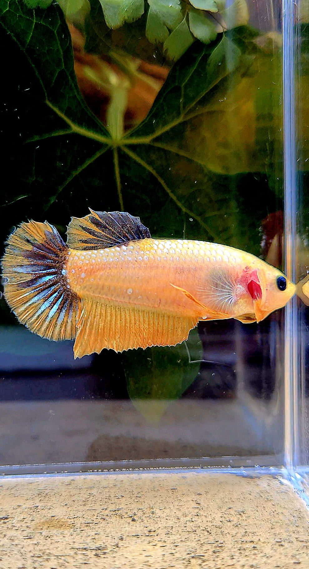FEMALE PLAKAT YELLOW FANCY UNIQUE BETTA FISH
