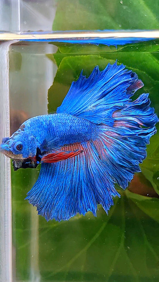 HALFMOON ROSETAIL BLUE FANCY ORANGE BETTA FISH
