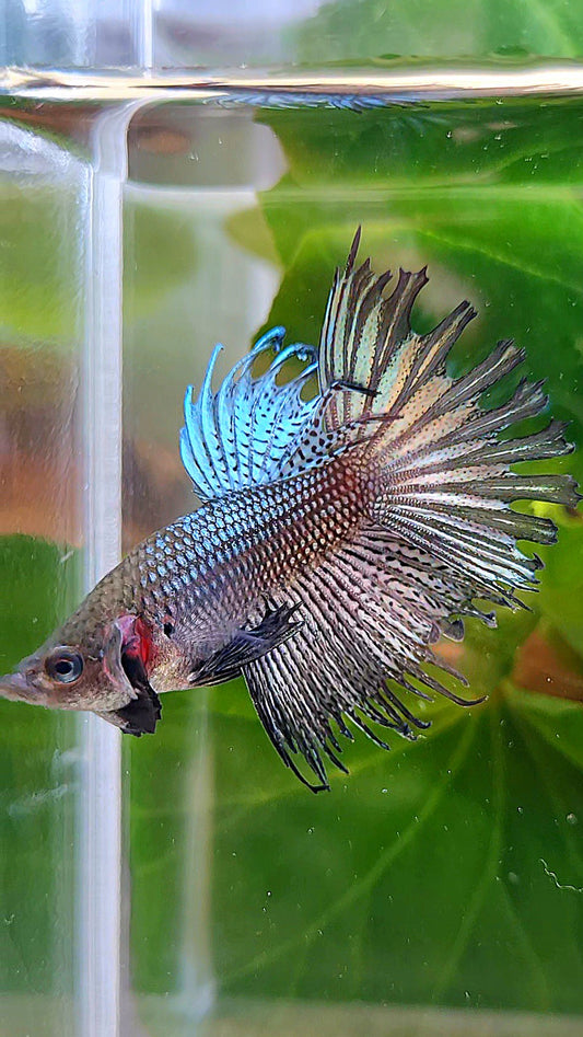 CROWNTAIL COPPER HYBRID WILD BETTA FISH