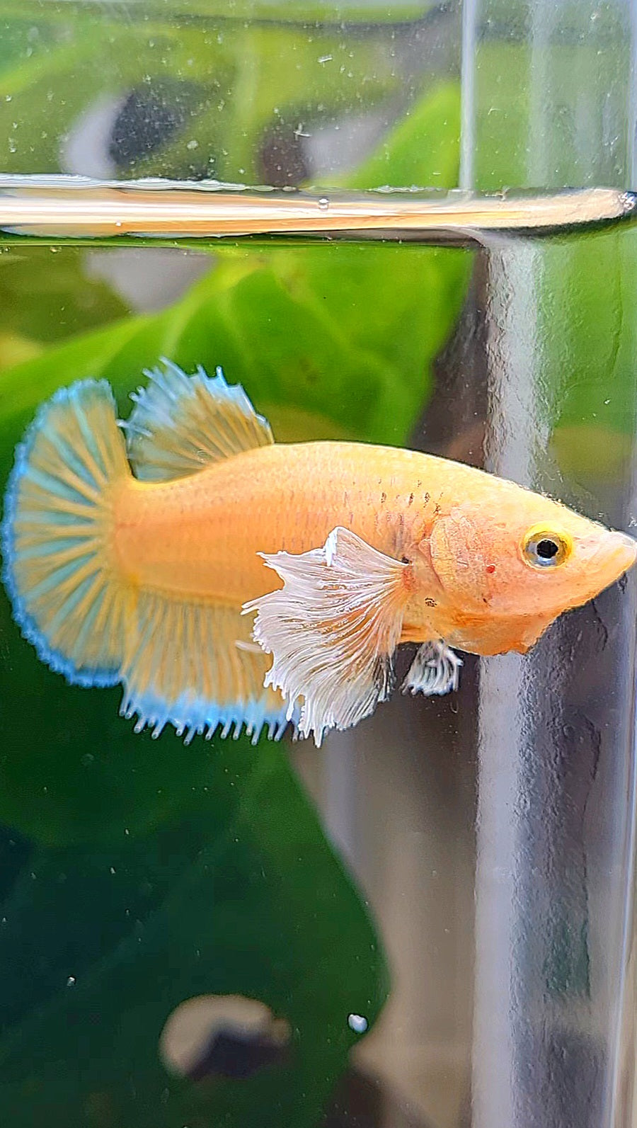 FEMALE PLAKAT DUMBO EAR GOLD BETTA FISH