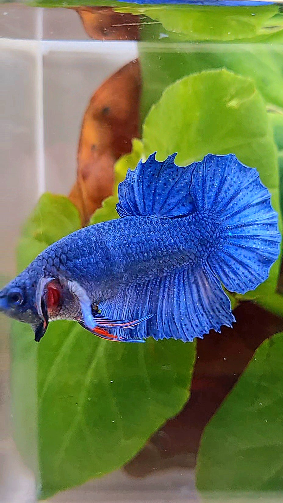 CROWNTAIL PLAKAT ROYAL BLUE BETTA FISH