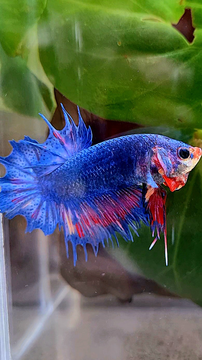 CROWNTAIL PLAKAT BLUE PINK FANCY BETTA FISH