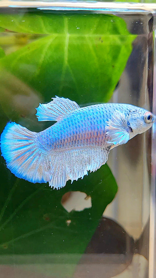 FEMALE HALFMOON BLUE BETTA FISH