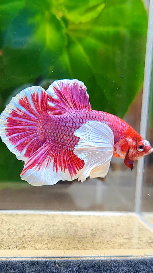 PLAKAT DUMBO EAR PURPLE LAVENDER BETTA FISH