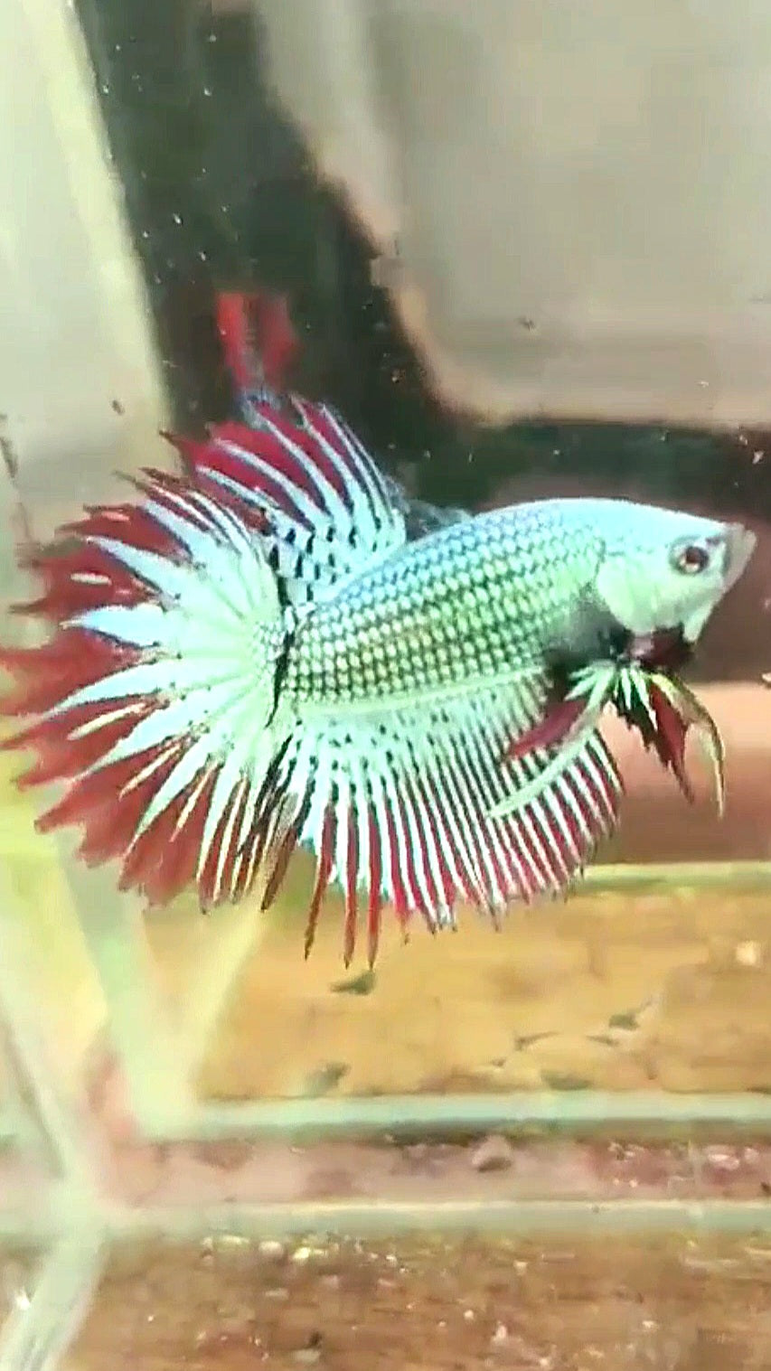 LUXURY CROWNTAIL ALIEN GREEN HYBRID WILD BETTA FISH