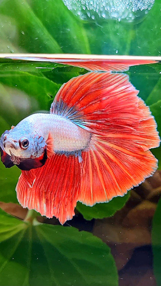 HALFMOON RED DRAGON SNOW BETTA FISH