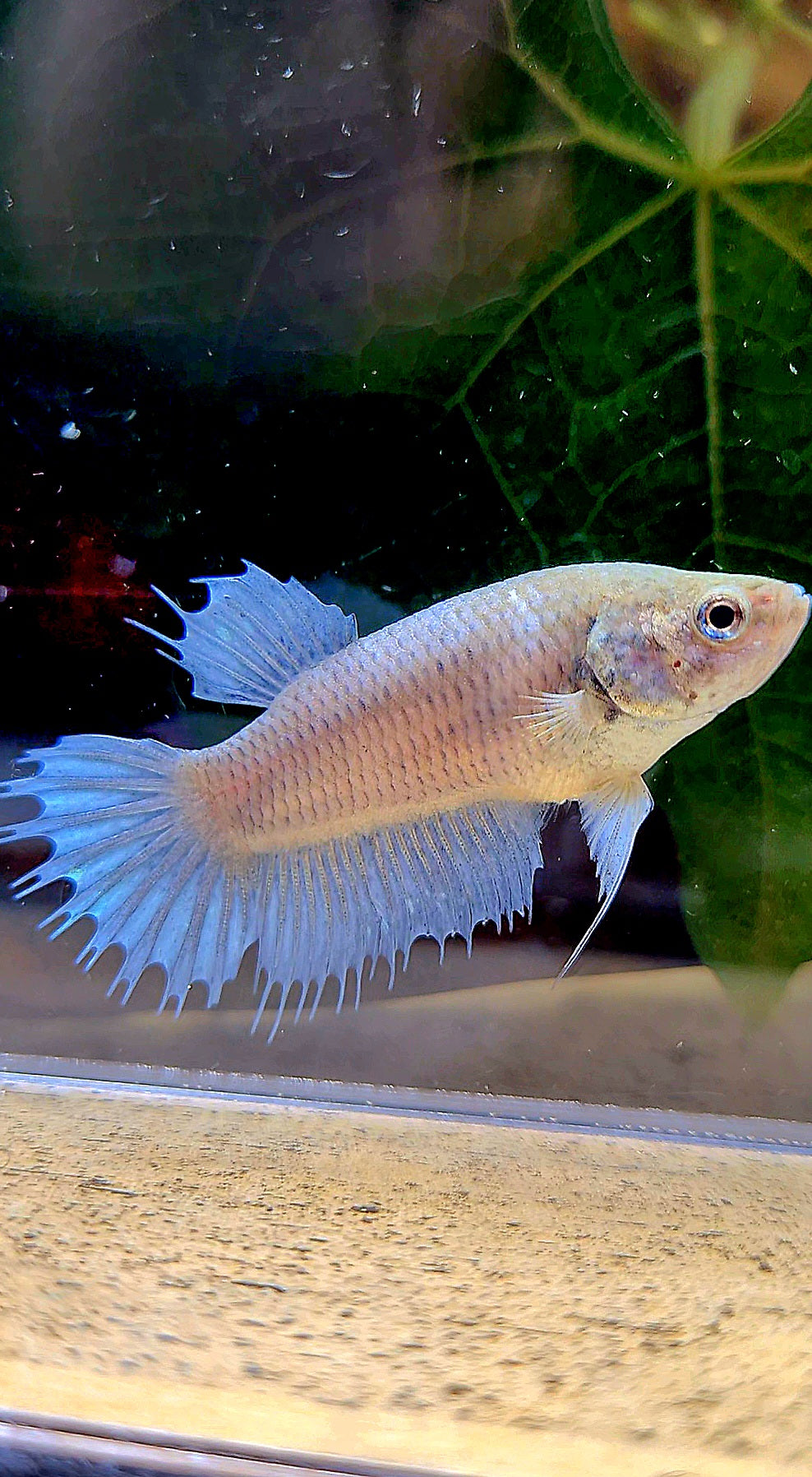 FEMALE CROWNTAIL BETTA FISH