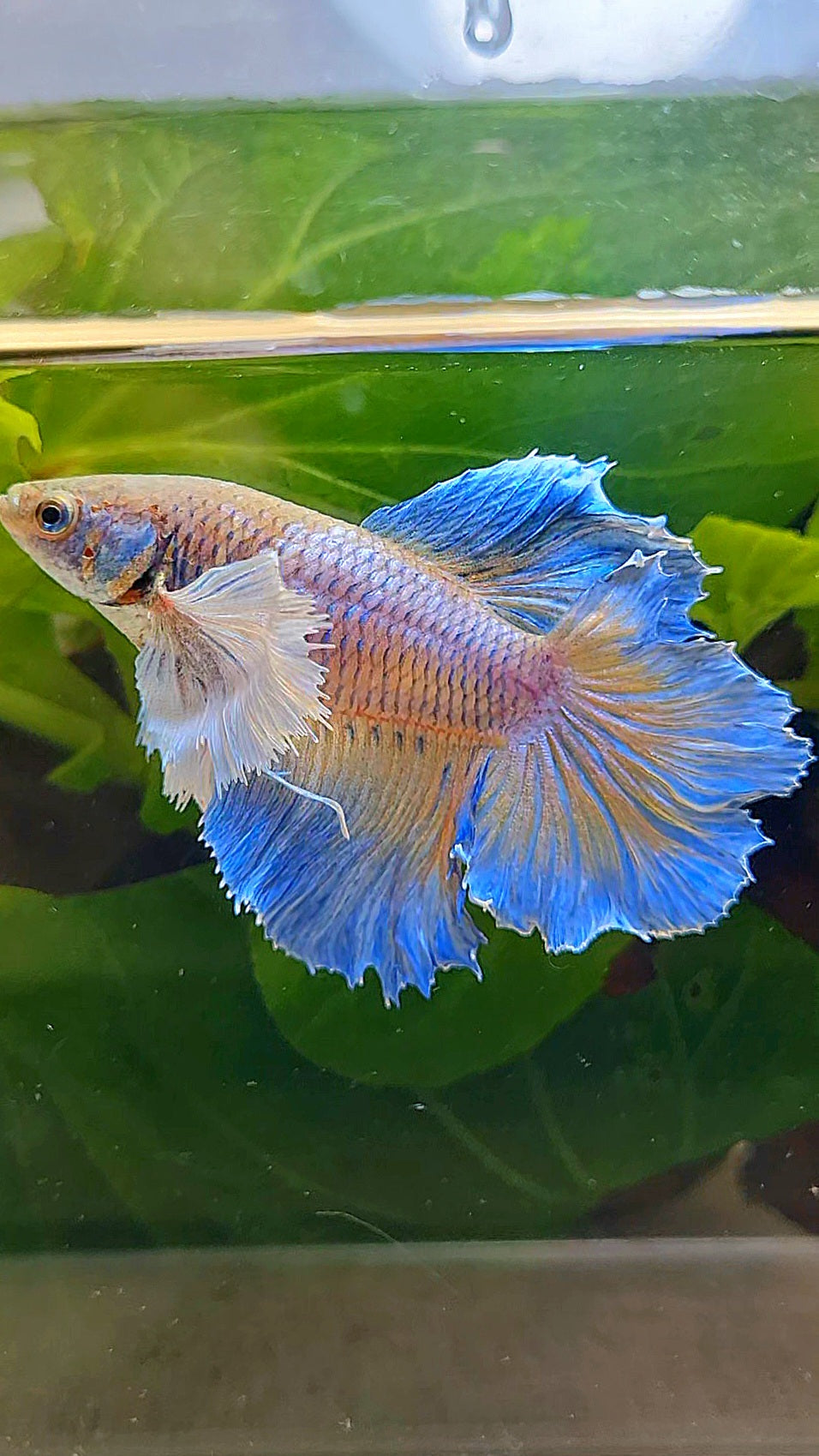 LUXURY FEMALE HALFMOON ROSETAIL DUMBO EAR BLUE ORANGE PINEAPPLE BETTA FISH