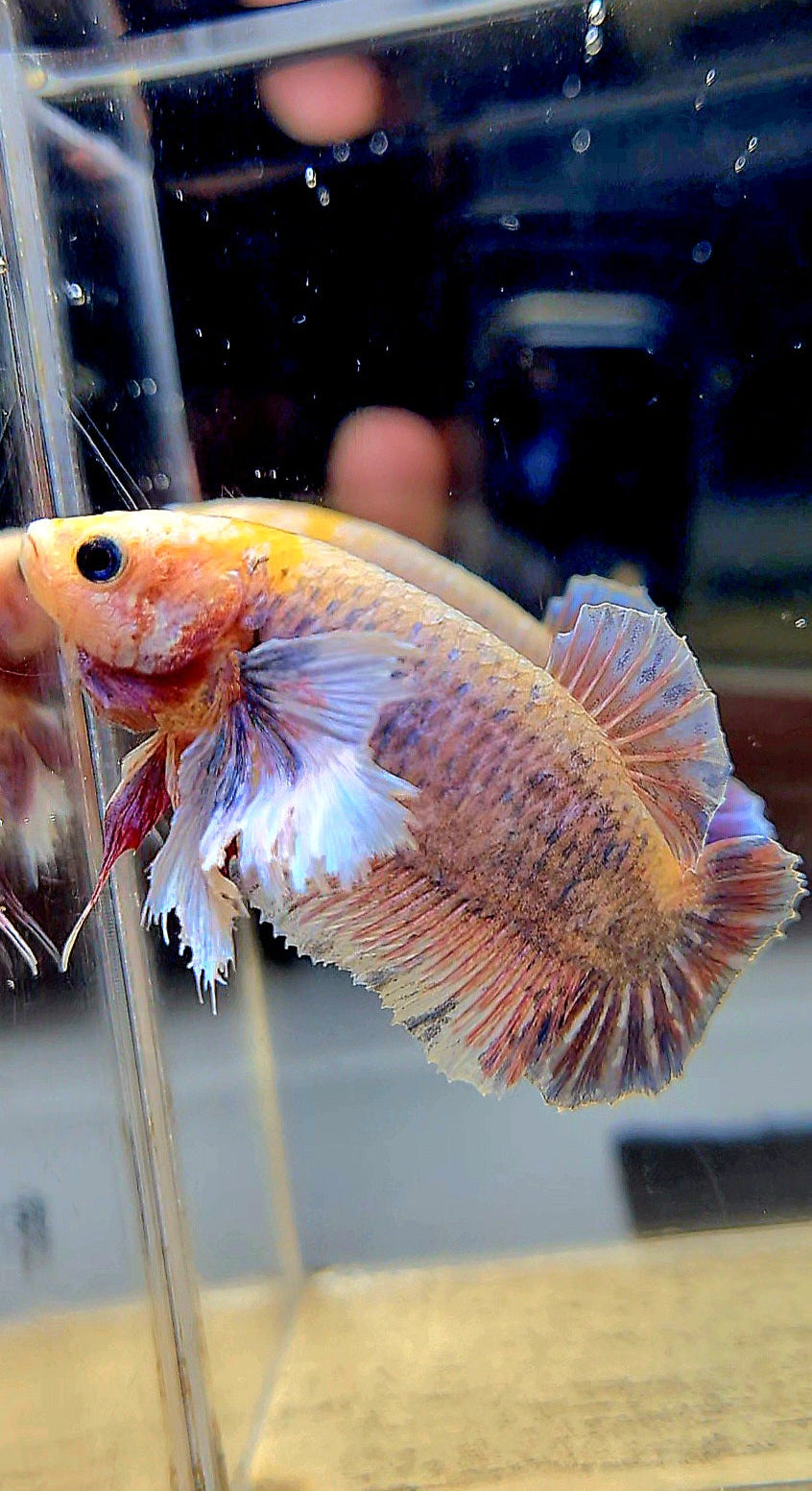 FEMALE KING PLAKAT DUMBO ONE EAR YELLOW MASCOT BETTA FISH