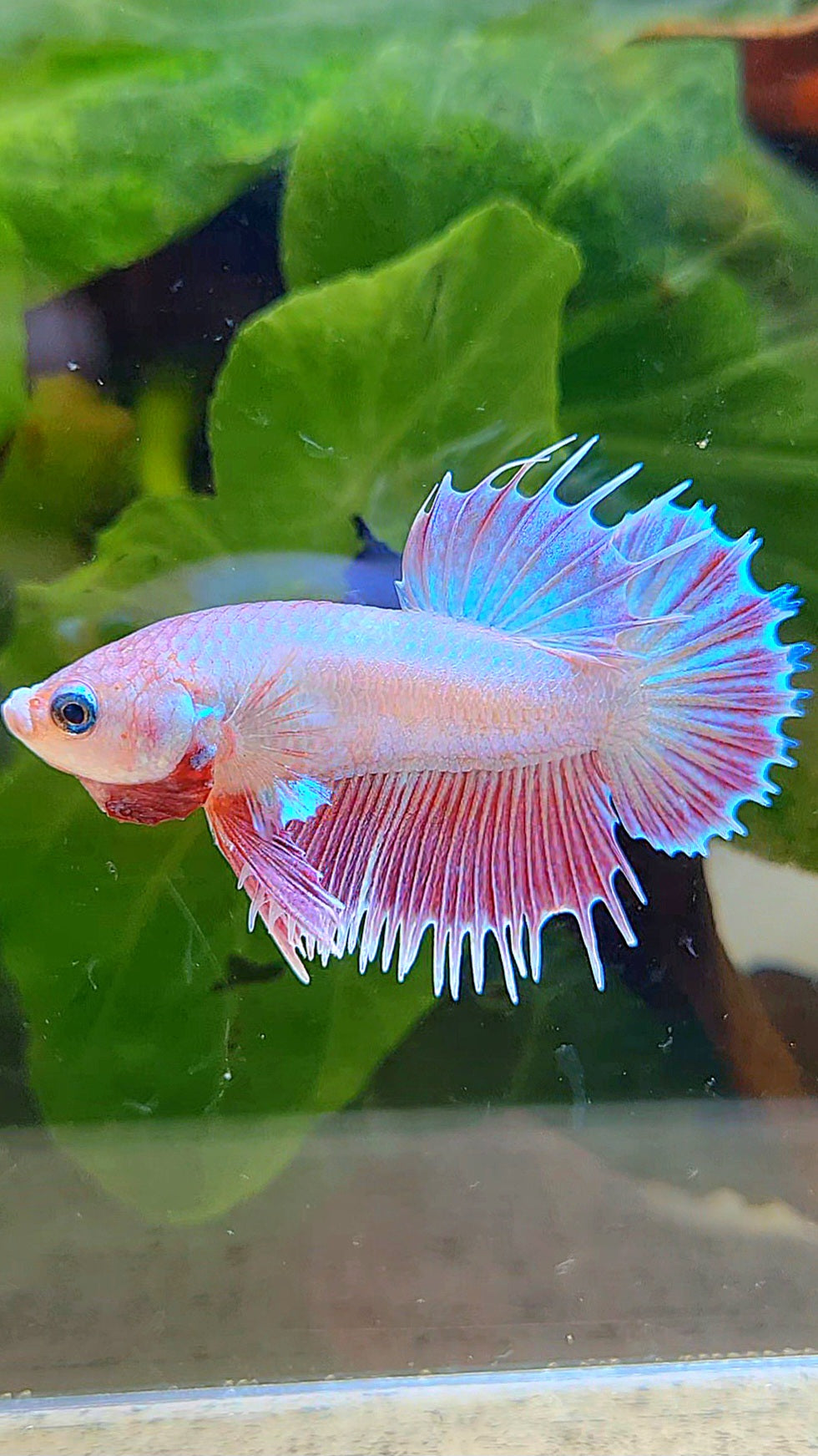 LUXURY CROWNTAIL PLAKAT PINK UNICORN BETTA FISH